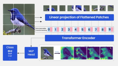 Fine-tuning Vision Transformer (ViT)