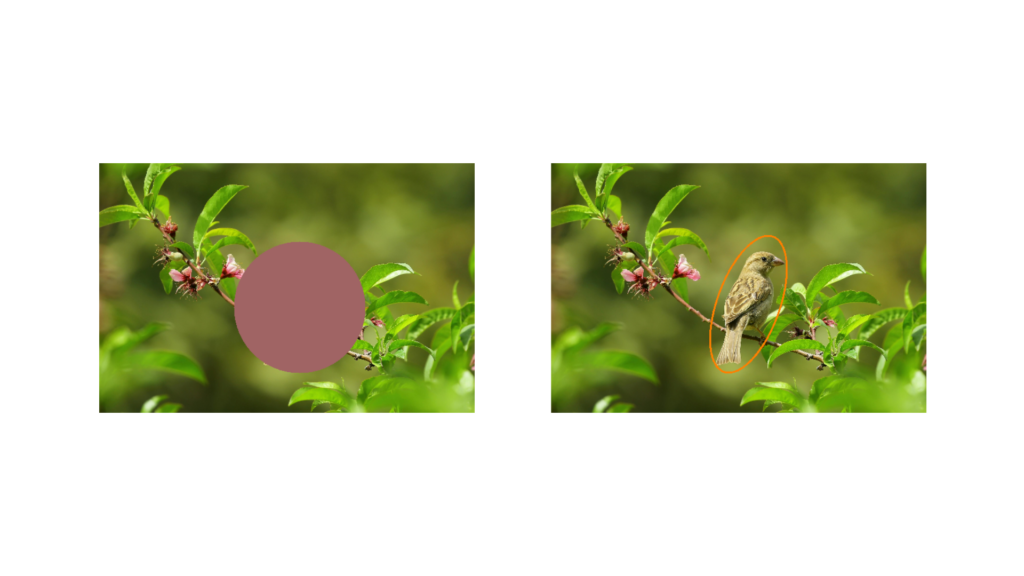 Image Annotations