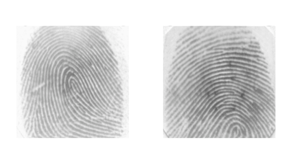Fig1. Example Images