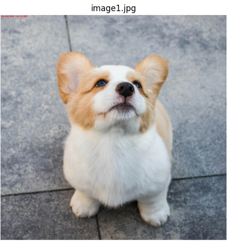 Image Classification Output1 image